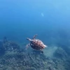 The sea turtle spotted in Nha Trang Bay last week. (Photo: nld.com.vn)