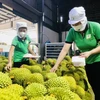 Durian has emerged as one of items with high export value. (Photo: baotintuc.vn)