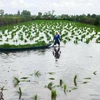 金瓯省农民在养虾场上种植水稻。图自越通社