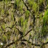 得乐省稻田因干旱而面临绝收的风险。图自越通社