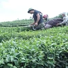 Farmers harvest tea on a farm in Lạng Sơn Province. Organic tea growing area remains modest in Việt Nam, estimated at around 8,000 ha. (Photo: VNA) 