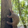 A pangolin mother and its new born are seen living in the rescue central of Vinpearl River Safari South Hội An in Quảng Nam Province. It's the second time a rescued pangolin mother successfully giving birth at captured habitat. — (Photo courtesy of Vinpearl River Safari South Hội An) 