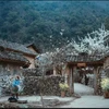 The house set in the movie "Pao's Story" attracts many tourists. (Photo VNA)