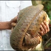 A pangolin is released into the wild in Binh Phuoc (Photo: VNA)