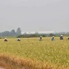 Agricultural labourers working in a rice field in Suphan Buri province, Thailand (Photo: bangkokpost.com)