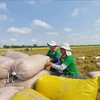 Rice exports top 6.1 million tonnes in eight months (Photo: VNA)