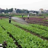 Hanoi focusing on market-oriented agricultural production (Photo: VNA)