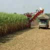 Thailand optimistic about domestic sugar supply (Photo: bangkokpost.com)