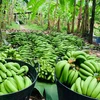 Golden bananas, or kluay hom thong, harvested at a plantation in Bang Kaew district in Phatthalung province and ready to go to market. (Photo: Golden Bananas Phatthalung Facebook account) 