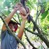 A farmer picks up cocoa (Photo: VNA)