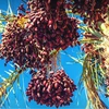 Thailand bans export of raw palm oil until December (Photo: nationthailand.com)