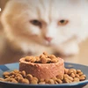 Thailand remains the world's fourth biggest exporter of pet food (Photo: nationthailand.com)