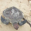 Rare green sea turtle released in Quang Tri (Photo: VNA)