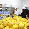 Hai Duong exports grapefruit to EU (Photo: VNA)