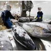 Workers process tuna for export (Photo: VNA)