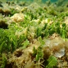 Herbiers marins dans la zone de protection marine du Parc national Nui Chua. Photo: VNA