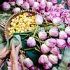 La saison des lotus va de mai à septembre. Grâce aux conditions pédoclimatiques spéciales, ces fleurs dégagent un parfum plus fort que celles cultivées dans d’autres régions. C’est pour cette raison que les producteurs ne choisissent que les lotus du lac de l’Ouest. Photo: VNA