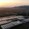 Ferme de légumes bio de la coopérative Yen Dung dans la province de Bac Giang. Photo: VNA