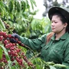 La cosecha del café vietnamita (Fuente: VNA)