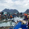 El distrito de Van Don y la ciudad de Cam Pha convocan varias fuerzas para limpieza de la bahía de Bai Tu Long (Fuente: VNA)