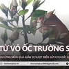 Obsequios desde y hacia Truong Sa, una forma de motivar a los soldados vietnamitas