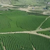 Un rincón de la Zona Turística Nacional de Moc Chau (Fuente: VNA)