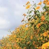 El amarillo de los girasoles silvestres en la Altiplanicie Occidental de Vietnam (Fuente: VNA)