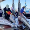 Tuna processing in Binh Dinh province (Photo: VNA)