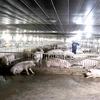 A farm of Gia Lai Livestock Joint Stock Company (Photo: VNA)
