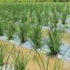 Vetiver grass (Photo: giaoducthoidai.vn)