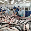 Tra fish processed for export (Photo: VOV)