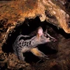 Owston’s palm civet is an endangered animal. (Photo: Save Vietnam's Wildlife)