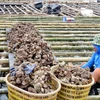 PM Pham Minh Chinh has urged competent ministries and localities to promote post-Typhoon Yagi agricultural production recovery. (Photo: VNA)