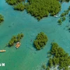 At Dam Bay mangrove forest in Khanh Hoa province (Photo: VNA)