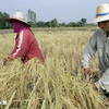 Rice harvest in Roi Et province of Thailand. (Photo: AFP/VNA)