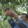 2024 mango festival opens in Son La province