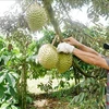VietGAP durians boost Jrai ethnic group economy in Gia Lai