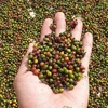 Vietnam's pepper export nears 500 million USD