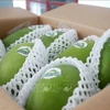 Can Tho mangoes on the way to conquer overseas markets