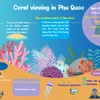 Explore the ocean: Coral diving adventures on Phu Quoc Island 