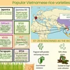 Popular Vietnamese rice varieties on global market 