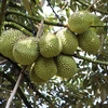 Durian export value set to reach 3.5 billion USD in 2024