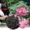 Quang An lotus-scented tea making craft listed among national intangible cultural heritage