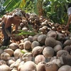 Coconut export forecast to hit 1 billion USD this year