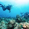 Nha Trang ranked among top 5 most beautiful diving destinations in Asia