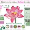 First-ever Hanoi Lotus Festival 