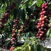 Vietnam on quest for specialty coffee development