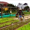 Heritage vegetable village in Hoi An – attraction for western tourists