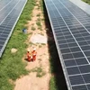 Mekong Delta works to advance renewable energy development