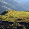 Golden-ripened rice season in Son La province